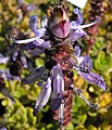 Plectranthus 'Lois Woodhull'