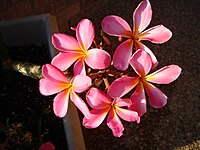 Plumeria rubra Type species