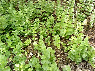 <i>Polygonatum humile</i> Species of flowering plant