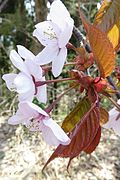 花柄は無毛。葉柄の上部に蜜腺がある。