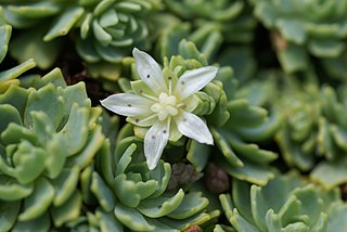 <i>Rhodiola pachyclados</i> Species of plant