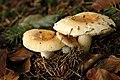 Russula fellea