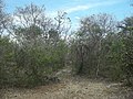 Sabakalal, Yucatán.