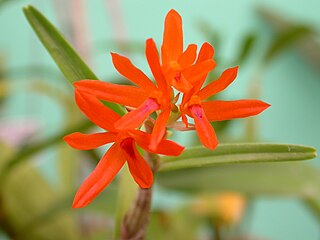 <i>Scaphyglottis</i> Genus of orchids