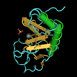 <span class="mw-page-title-main">Sonic hedgehog protein</span> Signaling molecule in animals