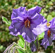 Solanum wallacei