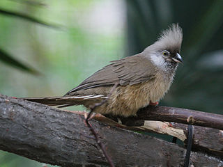 <span class="mw-page-title-main">Coraciimorphae</span> Clade of birds