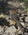 Amhara-Cistensänger  (Cisticola robustus, Kat. )