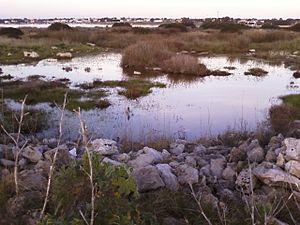 Le marais de la péninsule de Strea