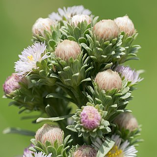 <i>Symphyotrichum frondosum</i> Species of flowering plant in family Asteraceae