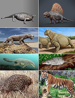 Synapsid Clade of tetrapods