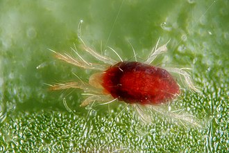 Red spider mite Tetranychus urticae (4883560779).jpg