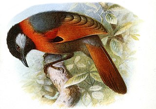 Collared laughingthrush Species of bird