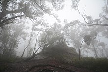 Arbres en bataille, couverts de brume.