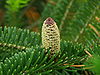 Fraser fir