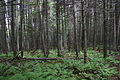 Fustaia estiva di Abies balsamea