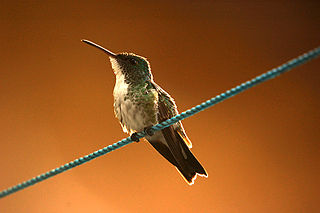 <span class="mw-page-title-main">Plain-bellied emerald</span> Species of hummingbird