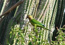 Aratinga pertinax -national park -Aruba-8.jpg