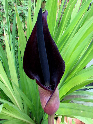 <i>Arum</i> Genus of flowering plants in the family Araceae