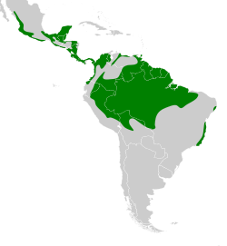 Distribución geográfica del atila polimorfo.