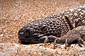 Image 2 Mexican beaded lizard More selected pictures