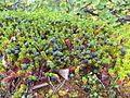 Crowberry Empetrum hermaphroditum paarnat / sortebær / revling Paarnat, Almindelig Revling