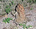 Bufo melanostictus