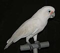 Gofino kakadu (Cacatua (Licmetis) goffini)