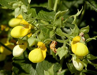 <i>Calceolaria</i> Genus of flowering plants