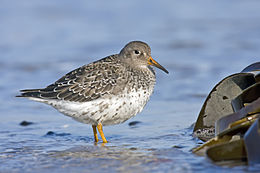 Jūrinis bėgikas (Calidris maritima)