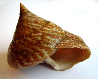 <span class="mw-page-title-main">Conchology</span> Study of mollusc shells