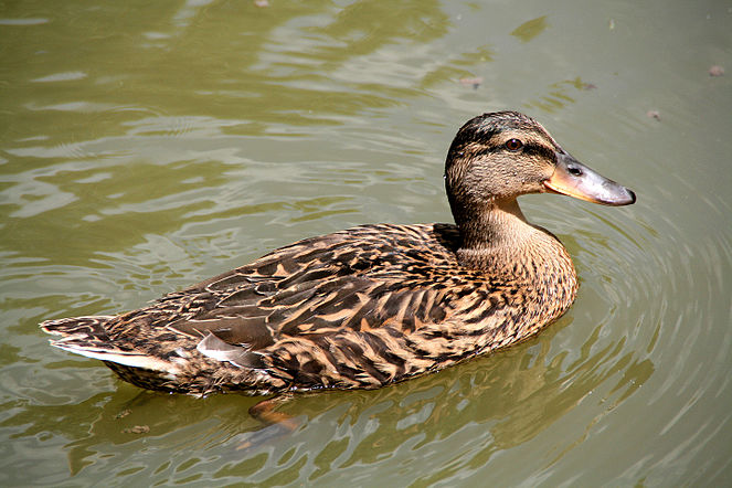 Canard colvert