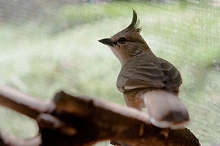 <span class="mw-page-title-main">Chiming wedgebill</span> Species of bird