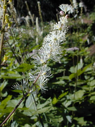 <i>Actaea elata</i> Species of flowering plant