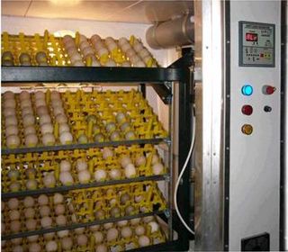 <span class="mw-page-title-main">Incubator (egg)</span> Device to keep eggs warm