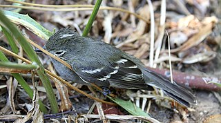 <span class="mw-page-title-main">Chilean elaenia</span> Species of bird