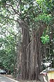 A huge Ficus elastica a Ghana amb arrels aèries.