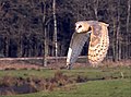 Adult of T. a. guttata in flight, Sandesneben (Germany)