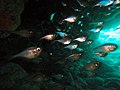 Glassy sweepers inside cave