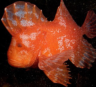 <span class="mw-page-title-main">Red velvetfish</span> Species of fish found in Australia