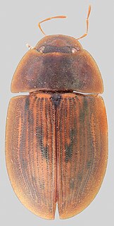 <i>Helobata</i> Genus of beetles