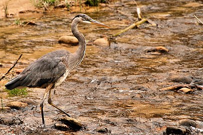 Great blue heron