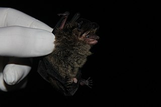 <span class="mw-page-title-main">Southern big-eared brown bat</span> Species of bat