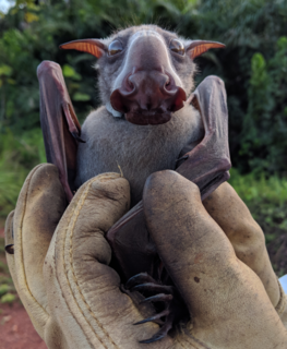 <span class="mw-page-title-main">Hammer-headed bat</span> Megabat widely distributed in West and Central Africa