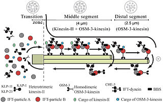 <span class="mw-page-title-main">Intraflagellar transport</span> Cellular process