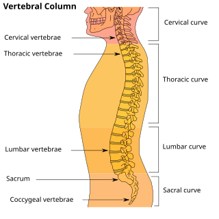 <span class="mw-page-title-main">Vertebral column</span> Bony structure found in vertebrates