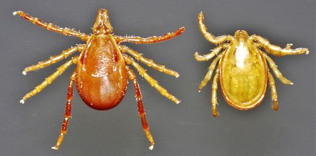 Ixodes holocyclus ixodid ticks, female and male, dorsal.