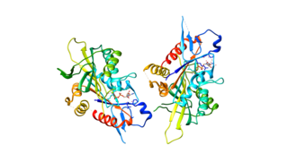 <span class="mw-page-title-main">KIF18A</span> Protein-coding gene in the species Homo sapiens