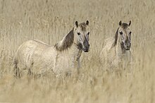 Poneys de couleur fauve camouflés dans des hautes herbes