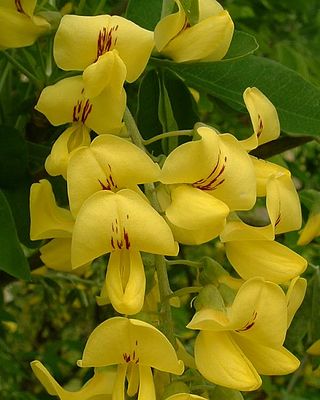 <i>Laburnum</i> Genus of plants